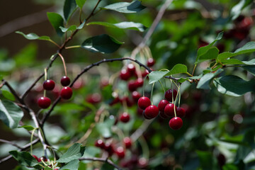 Cherry branch with fruits against the blue sky on a rainy day, food and gardening
