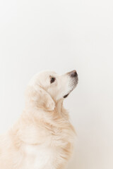  Retriever dog looking up on a white background closeup