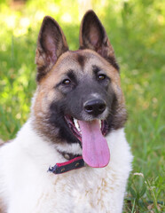 laika dog close up portrait on summer green grass background