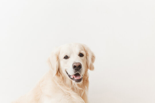 Smiling golden retriever looking at camera on white background closeup in studio