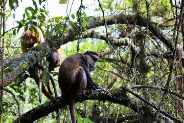 golden monkey in the tree of the jungle in uganda 