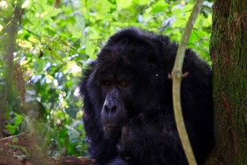 gorilla in uganda in the jungle