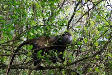 golden monkey in the tree of the jungle in uganda 