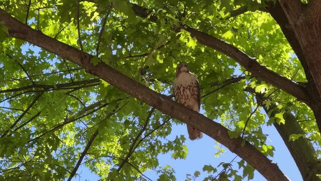 Red-shouldered hawk resting on a tree looking around