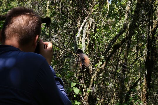 person taking picture in the jungle of a golden monkey in the tree of the jungle in uganda 