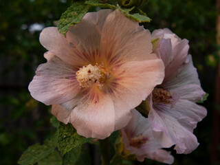A close-up photo of a mallow