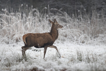 Naklejka na ściany i meble Beautiful young male red deer, Cervus elaphus, on a white meadow in the snow, a large forest animal in a game refuge, nature reserve in winter, beautiful snow-covered meadow, wild animal