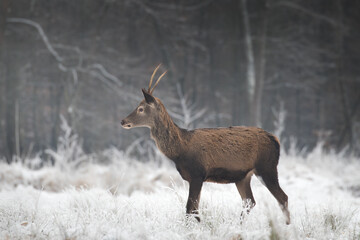 Obraz premium Beautiful young male red deer, Cervus elaphus, on a white meadow in the snow, a large forest animal in a game refuge, nature reserve in winter, beautiful snow-covered meadow, wild animal