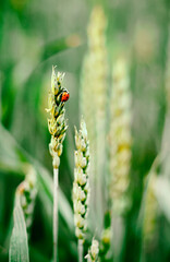 a ladybug sits on a green spikelet of wheat, blurred background, selective focus. High quality photo