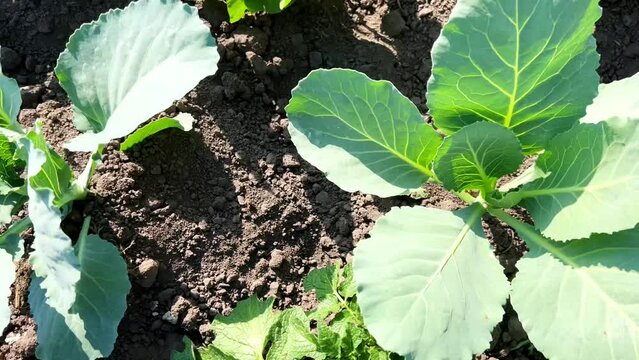 Young organic cabbage growing in the ground in a vegetable garden on a farm. Cabbage seedlings. Growing cabbage in your own garden at home