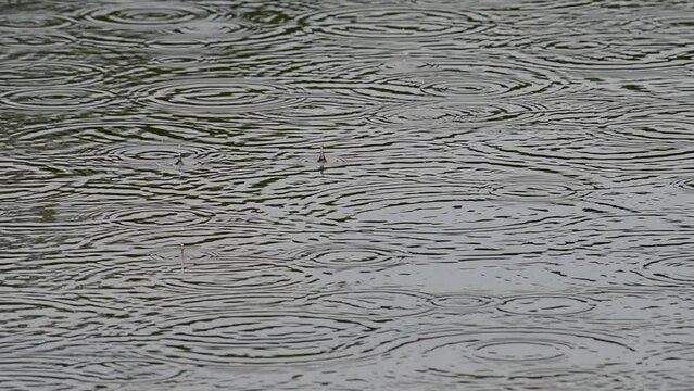 traces of raindrops on the mirror surface of the lake on a cloudy day, 4k macro video