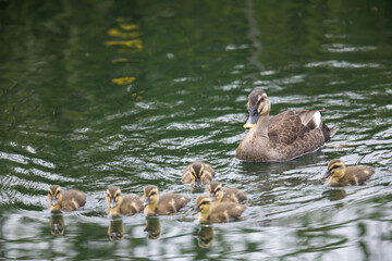 カルガモの親子