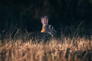rabbit in the grass