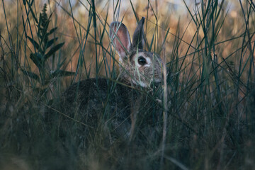 Oryctolagus cuniculus in grass