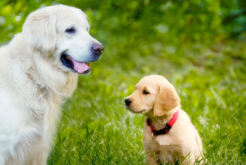 beautiful white golden retriever dog with a puppy sitting together in grass