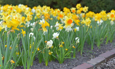 Obraz premium Many yellow and white daffodils in the ground