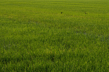 Obraz premium green rice field
