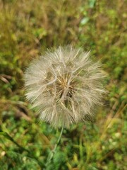 Obraz premium dandelion seed head
