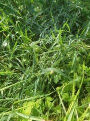 grass with dew drops
