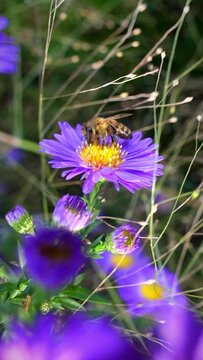Bee on purple flower vertical video