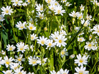 Fototapeta premium white daisies in the grass