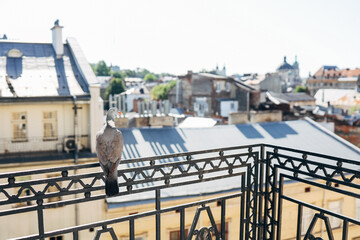 Gray dove sitting on edge of building. Close-up.