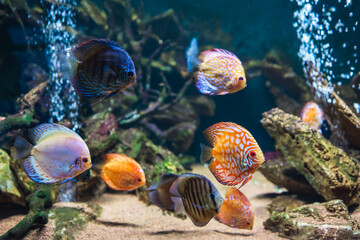 Fototapeta na wymiar Colorful fish from the spieces Symphysodon discus in aquarium. Closeup of adult fish