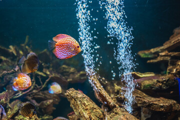 Colorful fish from the spieces Symphysodon discus in aquarium. Closeup of adult fish