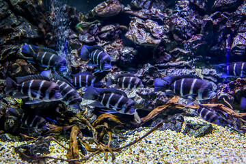 Frontosa through the fisheye lens