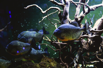 Piranha underwater. Dangerous aggressive fish in dark piranha aquarium with roots