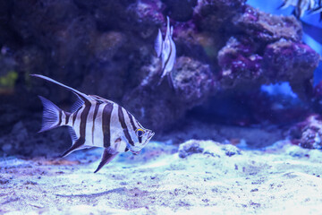 Old Wife (Enoplosus armatus) A black and white striped fish with a small head and long fins on top swimming in aquarium