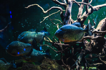 Piranha underwater. Dangerous aggressive fish in dark piranha aquarium with roots