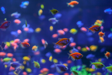 Naklejka na ściany i meble Animals of the underwater sea world. Ecosystem. Colorful tropical fish. Life in the coral reef.