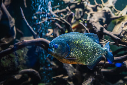 Piranha underwater. Dangerous aggressive fish in dark piranha aquarium with roots