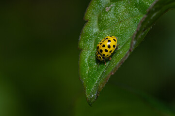 Psyllobora vigintiduopunctata - 22-spot ladybird - Coccinelle à vingt-deux points - Coccinelle marsupilami