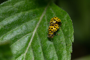 Psyllobora vigintiduopunctata - 22-spot ladybird - Coccinelle à vingt-deux points - Coccinelle marsupilami