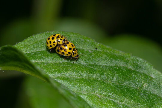 Psyllobora vigintiduopunctata - 22-spot ladybird - Coccinelle à vingt-deux points - Coccinelle marsupilami