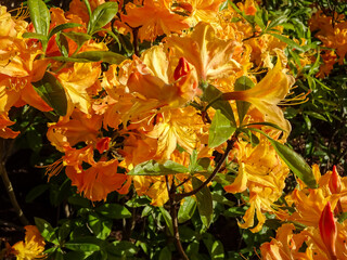 Close up, selective focus of blooming orange peach flowers of rhododendron bush in early summer on a sunny day. Kadriorg park. June 2022.