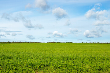 Beautiful summer day abstract natural landscape background of blue sky white clouds green grass field
