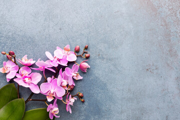 Pink spa orchid theme objects on pastel background.