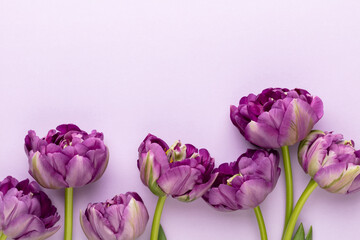 Obraz premium Lilac tulip flowers on pastel background.