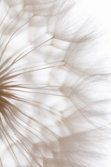 Abstract dandelion macro flower background. Seed macro closeup. Soft focus - 515934703