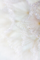 Obraz na płótnie Canvas Abstract dandelion macro flower background. Seed macro closeup. Soft focus