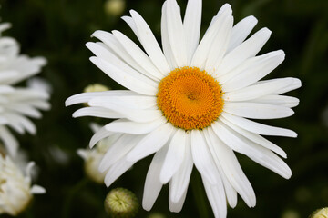Obraz premium White chamomile on a green background. Leucanthemum vulgare. selective focus