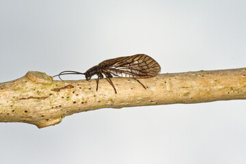 Un insecte aquatique (Sialis)