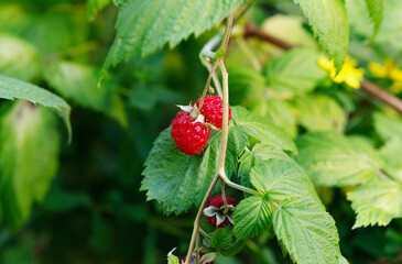 Red raspberry on branch in garden close up.