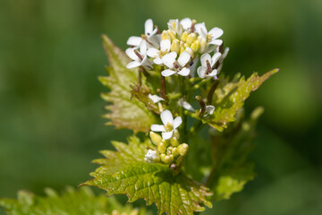 Garlic mustard (alliara petiolata) flowers in bloom