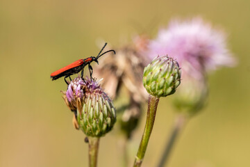 czerwony owad robak na kwiatku - obrazy, fototapety, plakaty