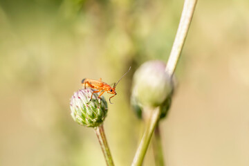 pomarańczowy robak owad na głowie kwiatu