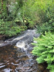 Obraz premium Water flowing in the forest